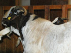 famozo kozel