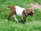 mala kozica