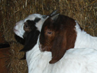 dve kozici