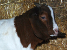 kozlicek